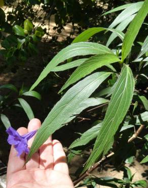 Fotografia 26 da espécie Solanum laciniatum no Jardim Botânico UTAD