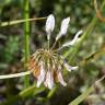 Fotografia 8 da espécie Trifolium michelianum do Jardim Botânico UTAD