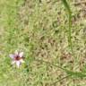 Fotografia 13 da espécie Sisyrinchium rosulatum do Jardim Botânico UTAD