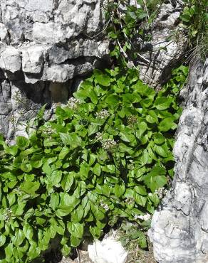 Fotografia 6 da espécie Valeriana montana no Jardim Botânico UTAD