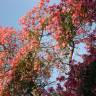 Fotografia 20 da espécie Ceiba speciosa do Jardim Botânico UTAD