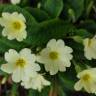 Fotografia 20 da espécie Primula acaulis subesp. acaulis do Jardim Botânico UTAD