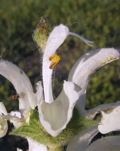 Fotografia de capa Salvia argentea - do Jardim Botânico