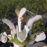 Fotografia 1 da espécie Salvia argentea do Jardim Botânico UTAD