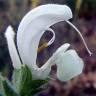 Fotografia 6 da espécie Salvia argentea do Jardim Botânico UTAD