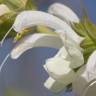 Fotografia 7 da espécie Salvia argentea do Jardim Botânico UTAD
