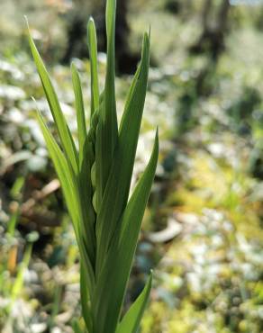 Fotografia 15 da espécie Cephalanthera longifolia no Jardim Botânico UTAD