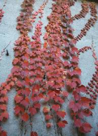 Fotografia da espécie Parthenocissus tricuspidata