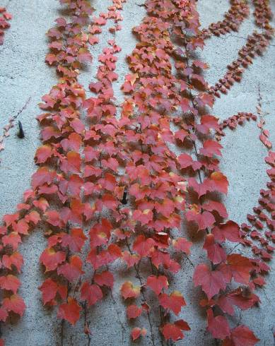 Fotografia de capa Parthenocissus tricuspidata - do Jardim Botânico