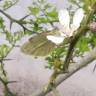 Fotografia 20 da espécie Citrus trifoliata do Jardim Botânico UTAD