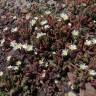 Fotografia 18 da espécie Mesembryanthemum nodiflorum do Jardim Botânico UTAD