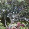 Fotografia 3 da espécie Ficus benjamina do Jardim Botânico UTAD