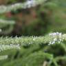 Fotografia 4 da espécie Anarrhinum duriminium do Jardim Botânico UTAD