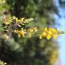 Fotografia 31 da espécie Adenocarpus complicatus do Jardim Botânico UTAD