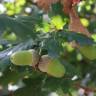Fotografia 29 da espécie Quercus robur do Jardim Botânico UTAD