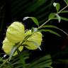 Fotografia 19 da espécie Gomphocarpus physocarpus do Jardim Botânico UTAD