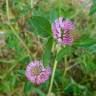 Fotografia 8 da espécie Trifolium pratense subesp. pratense var. pratense do Jardim Botânico UTAD