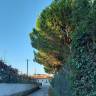 Fotografia 14 da espécie Pinus pinea do Jardim Botânico UTAD
