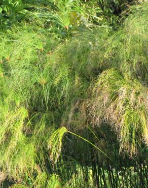 Fotografia 7 da espécie Cyperus papyrus no Jardim Botânico UTAD
