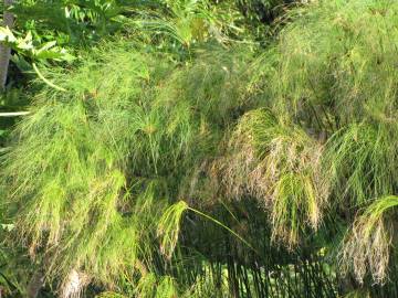 Fotografia da espécie Cyperus papyrus
