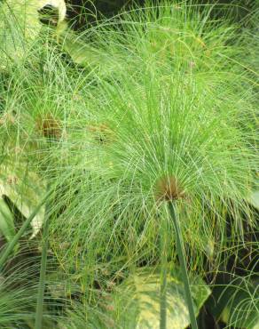 Fotografia 8 da espécie Cyperus papyrus no Jardim Botânico UTAD