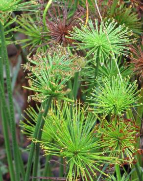Fotografia 10 da espécie Cyperus papyrus no Jardim Botânico UTAD
