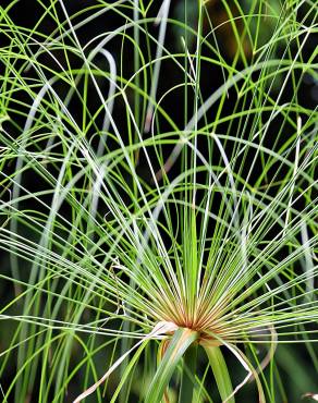 Fotografia 11 da espécie Cyperus papyrus no Jardim Botânico UTAD