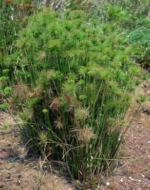 Fotografia 12 da espécie Cyperus papyrus no Jardim Botânico UTAD