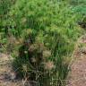 Fotografia 12 da espécie Cyperus papyrus do Jardim Botânico UTAD