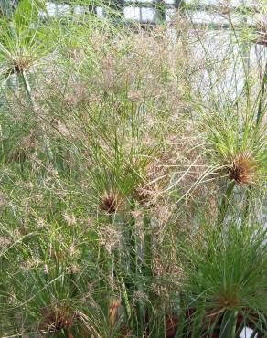 Fotografia 13 da espécie Cyperus papyrus no Jardim Botânico UTAD