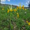 Fotografia 37 da espécie Iris xiphium do Jardim Botânico UTAD