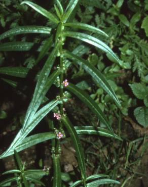 Fotografia 5 da espécie Ammannia coccinea no Jardim Botânico UTAD