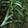 Fotografia 5 da espécie Ammannia coccinea do Jardim Botânico UTAD
