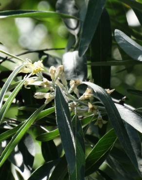Fotografia 17 da espécie Elaeagnus angustifolia no Jardim Botânico UTAD
