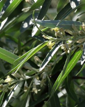 Fotografia 16 da espécie Elaeagnus angustifolia no Jardim Botânico UTAD