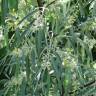 Fotografia 18 da espécie Elaeagnus angustifolia do Jardim Botânico UTAD