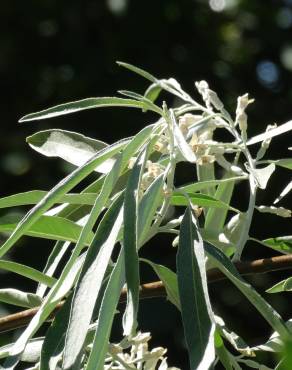 Fotografia 19 da espécie Elaeagnus angustifolia no Jardim Botânico UTAD