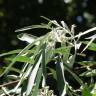 Fotografia 19 da espécie Elaeagnus angustifolia do Jardim Botânico UTAD