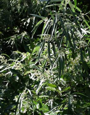 Fotografia 21 da espécie Elaeagnus angustifolia no Jardim Botânico UTAD