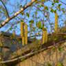 Fotografia 7 da espécie Betula pendula do Jardim Botânico UTAD