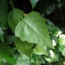 Fotografia 8 da espécie Betula pendula do Jardim Botânico UTAD
