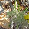 Fotografia 9 da espécie Opuntia dillenii do Jardim Botânico UTAD