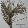 Fotografia de herbário 1 da espécie Pinus pinaster no Jardim Botânico UTAD