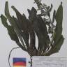Fotografia de herbário 1 da espécie Echium vulgare no Jardim Botânico UTAD