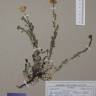 Fotografia de herbário 1 da espécie Leucanthemum vulgare no Jardim Botânico UTAD
