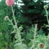 Fotografia 8 da espécie Carduus nutans do Jardim Botânico UTAD