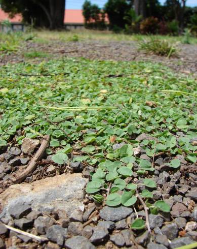 Fotografia de capa Dichondra micrantha - do Jardim Botânico
