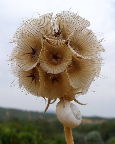 Fotografia de capa Lomelosia simplex - do Jardim Botânico