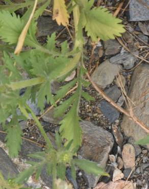 Fotografia 3 da espécie Lomelosia simplex no Jardim Botânico UTAD