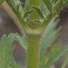 Fotografia 7 da espécie Lomelosia simplex do Jardim Botânico UTAD